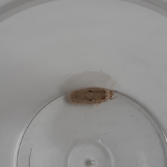 Agonopterix yeatiana