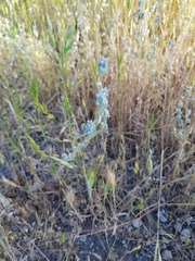 Micropus californicus