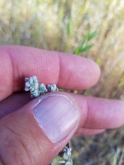 Micropus californicus