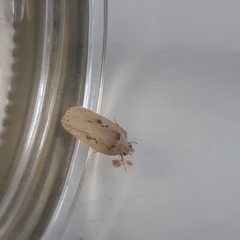 Agonopterix yeatiana