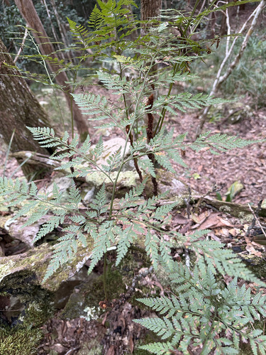 Davallia pyxidata observed 2026-08-12