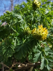 Corydalis nobilis