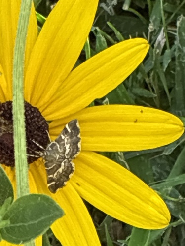 Spotted Beet Webworm Moth