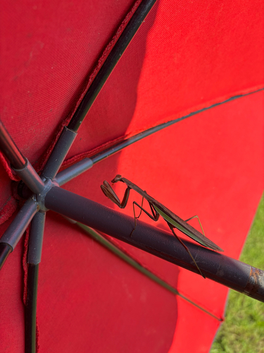 iNaturalist observation photo of Chinese Mantis