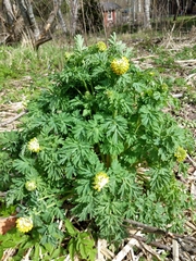 Corydalis nobilis