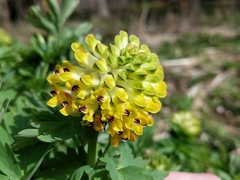 Corydalis nobilis
