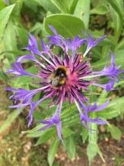 Bombus pratorum
