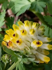 Corydalis nobilis