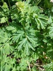 Corydalis nobilis