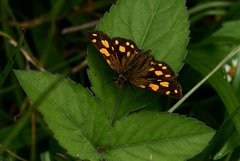 Metisella metis paris
