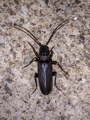 Burnt pine longhorn
