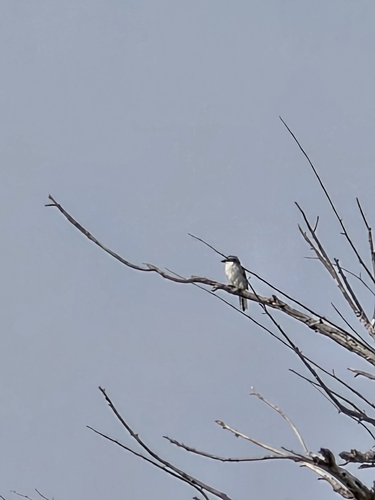 Loggerhead Shrike