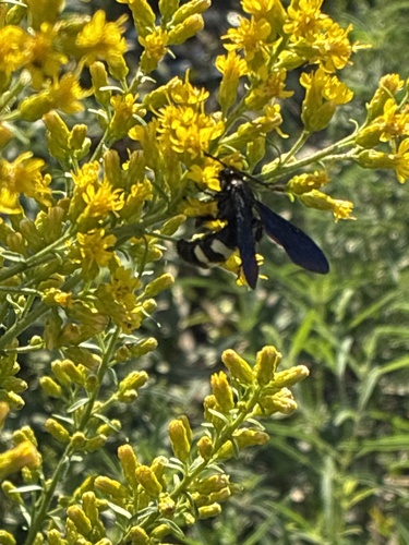 Double-banded Scoliid Wasp