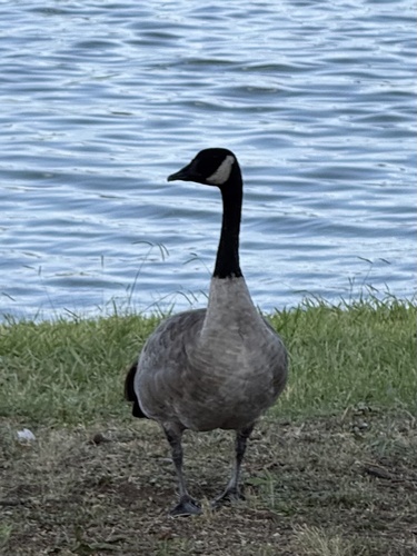 Canada Goose
