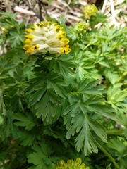 Corydalis nobilis