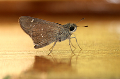 Torbenlarsenia gemella