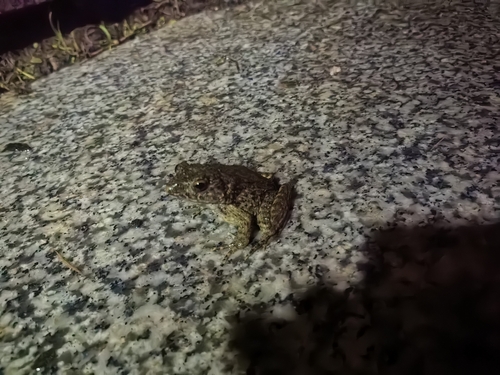 Imienpo Station frog