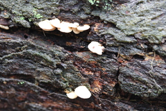 Panellus pusillus