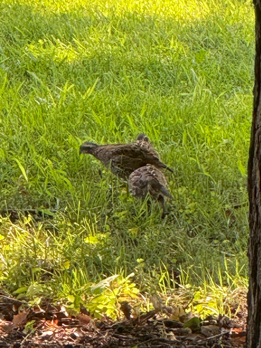 Northern Bobwhite