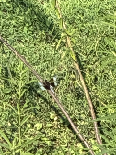 Widow Skimmer
