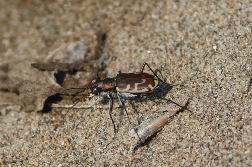 Bronzed Tiger Beetle