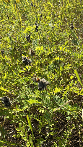 Chickpea Milkvetch