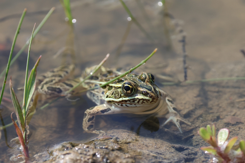 Northern Leopard Frog