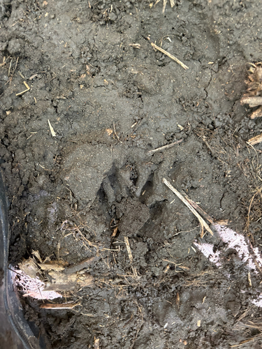 Common Raccoon