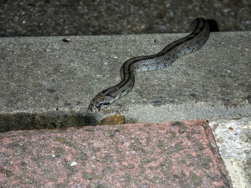 Ladder Snake