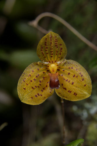 Bulbophyllum analamazoatrae