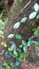 Apocyneae