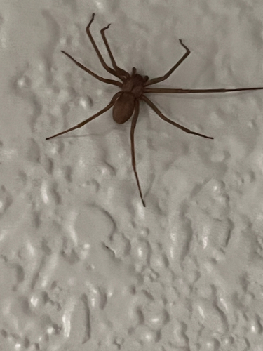 Brown Recluse