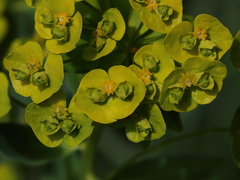 Euphorbia salicifolia