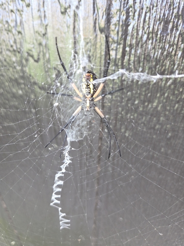 Yellow Garden Spider