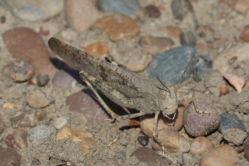 Carolina Grasshopper