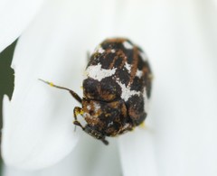 Anthrenus angustefasciatus