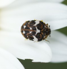 Anthrenus angustefasciatus