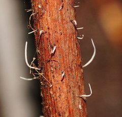 Pterulicium gracile