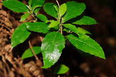 Hedycarya angustifolia