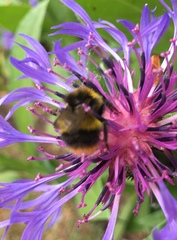 Bombus pratorum