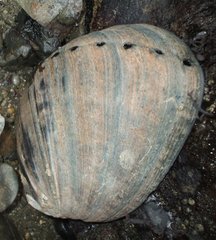 Haliotis cracherodii