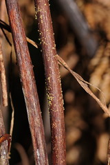 Pterulicium gracile