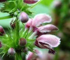 Lamium orvala