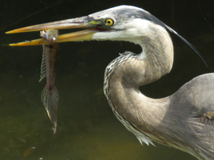 Ctenogobius sagittula