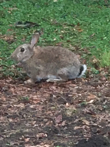European Rabbit
