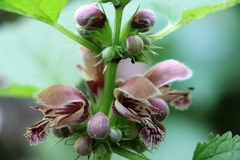 Lamium orvala