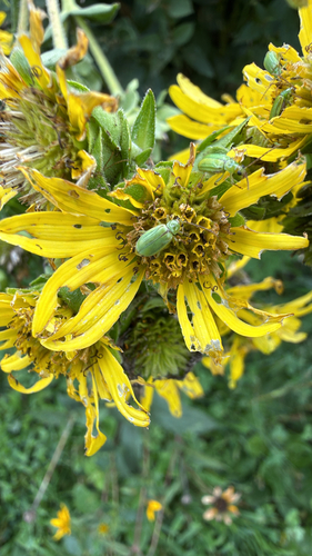 northern corn rootworm