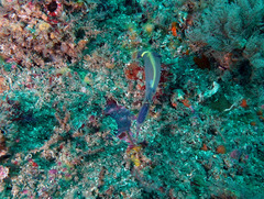 Clavelina meridionalis