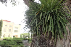 Cymbidium finlaysonianum