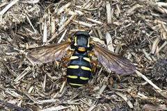 Xanthogramma citrofasciatum